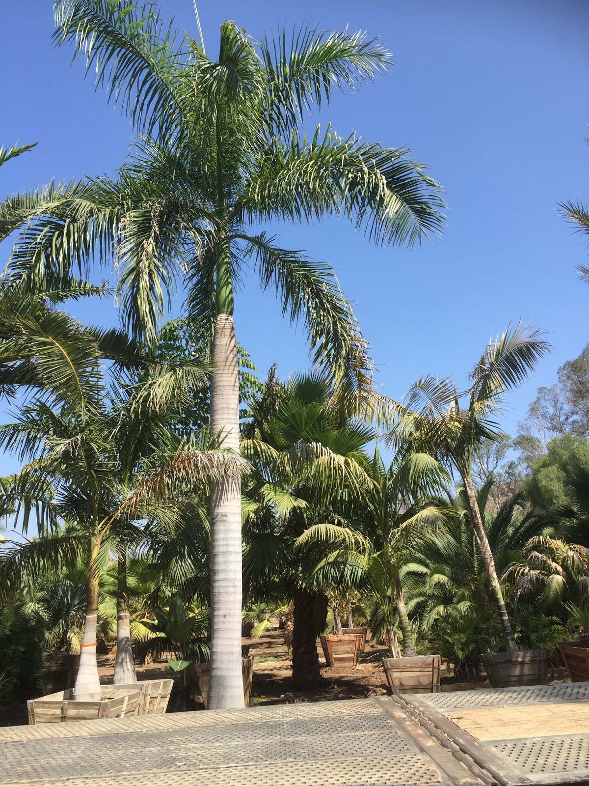 Gregory Palm Farms ROYAL PALM FOR THOSE WITH A ROYAL BUDGET! Gregory