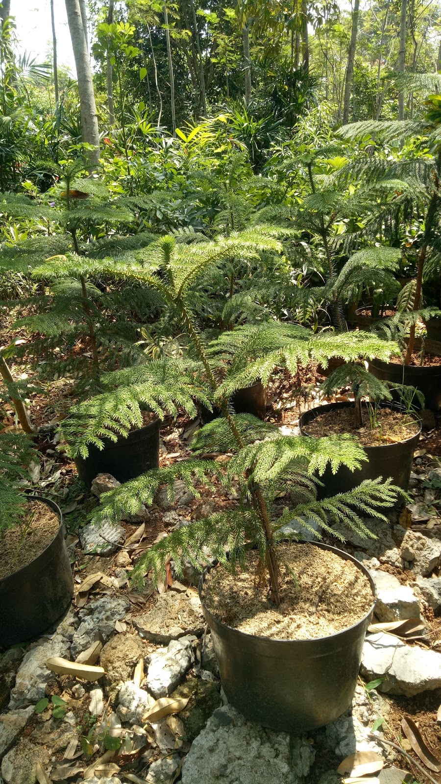 Periksa Stok Tanaman