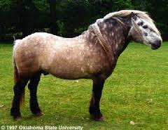 Hota Hu Pferde Rassen Tagebuch