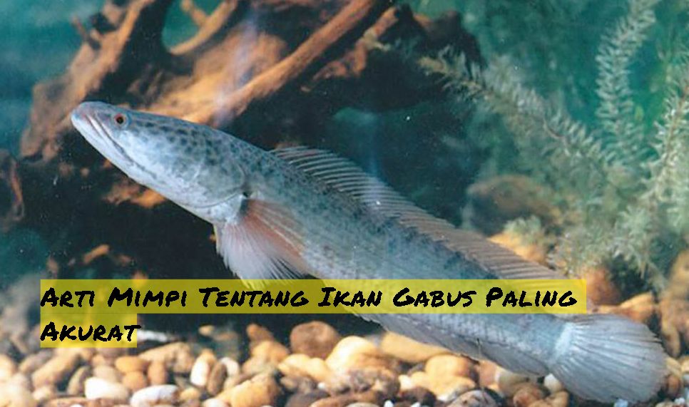 9+ Makna Mimpi Ikan Gabus