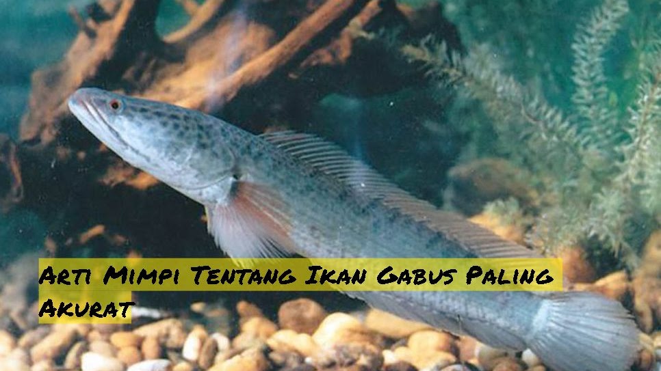 14+ Tafsir Mimpi Ikan Gabus Besar Togel