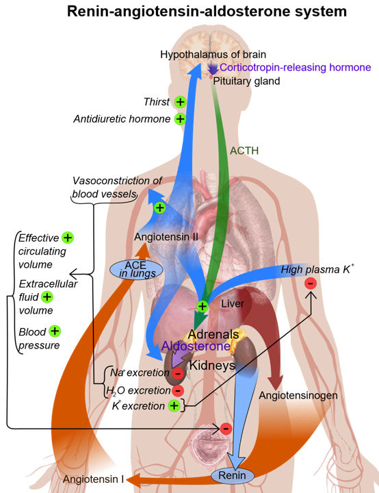 MRA Alerts and Updates Coding for Hyperaldosteronism