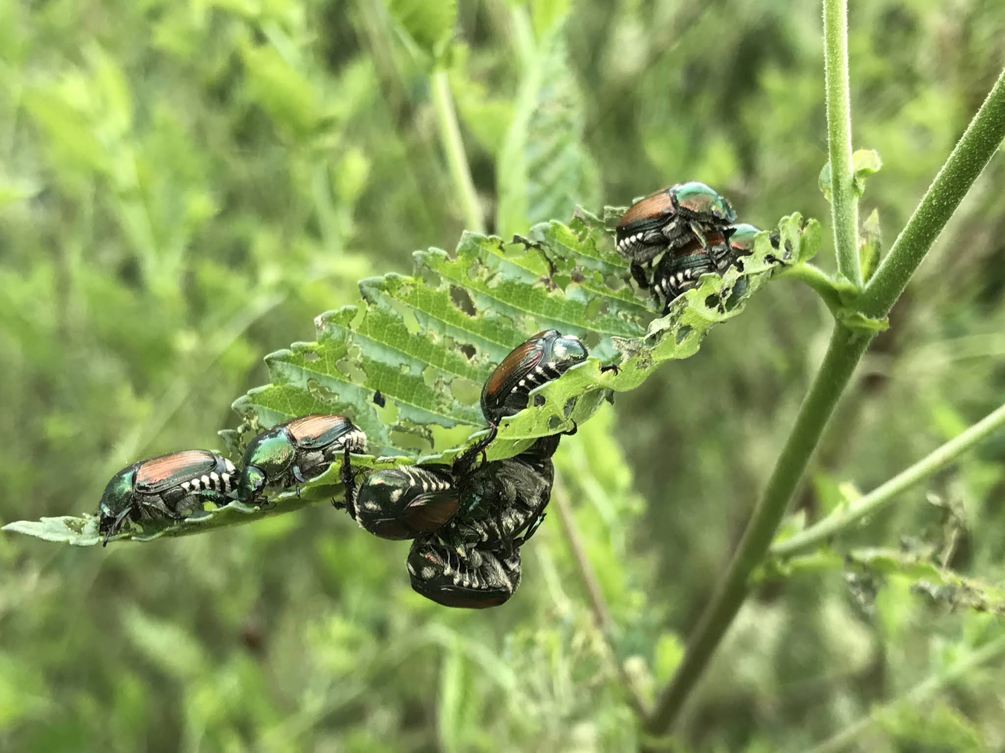 japanese-beetle-life-cycle