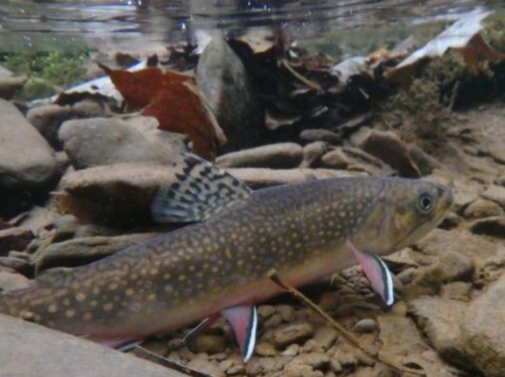 PA Environment Digest Blog Trout Unlimited Plays Key Role In