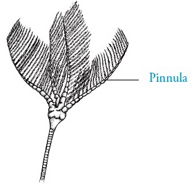  Filum  Echinodermata  Pengertian Ciri ciri Klasifikasi 