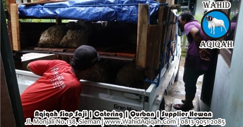 Tips Memilih Bibit Domba Yang Baik