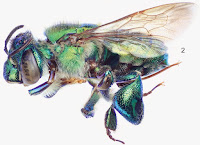 http://sciencythoughts.blogspot.co.uk/2014/05/two-new-species-of-orchid-bee-from.html