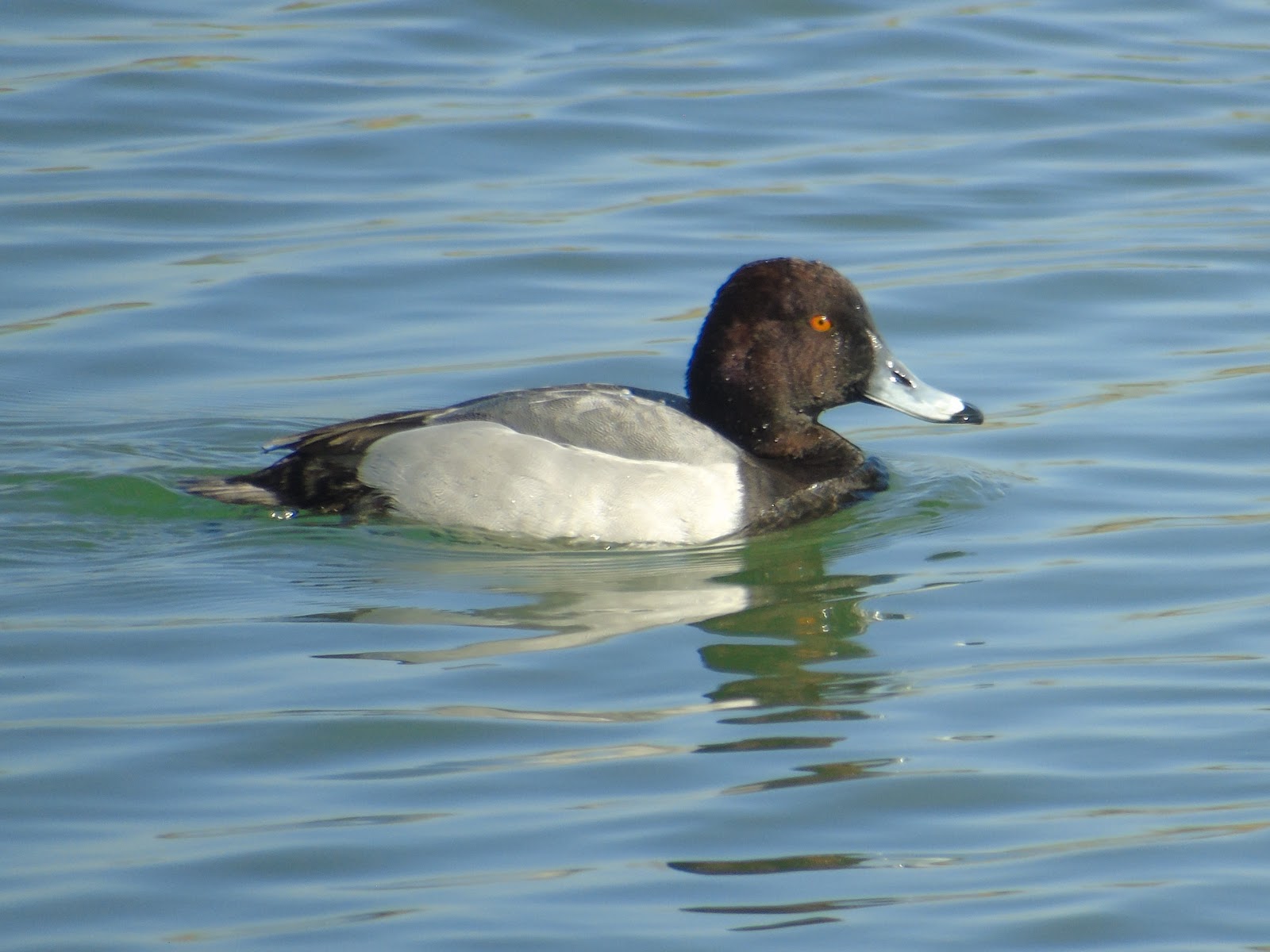 CAMBRIDGESHIRE BIRD CLUB GALLERY: Hybrid Duck