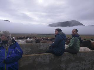 horse roundup Iceland