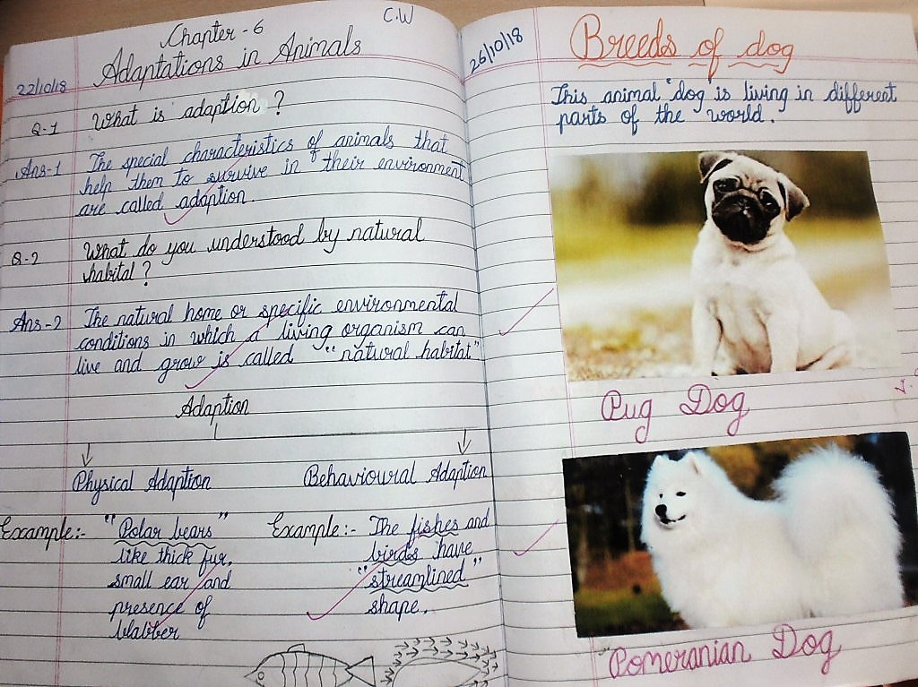 Physical Dog Adaptations