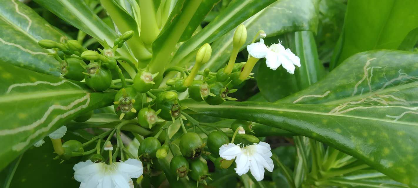 Scaevola taccada