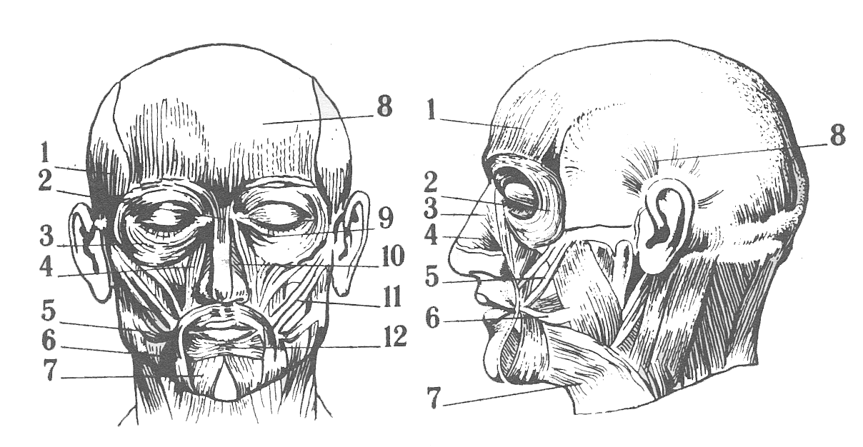 Мышцы лица схемы