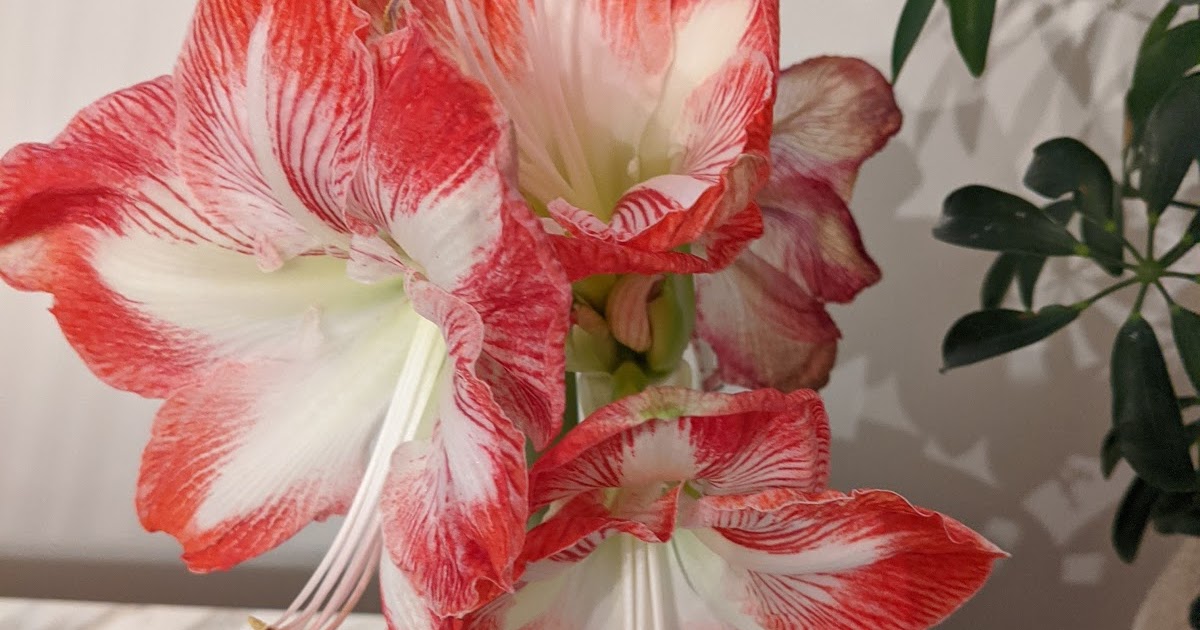 Star of Holland Amaryllis - 5 Days Out Look - 2019