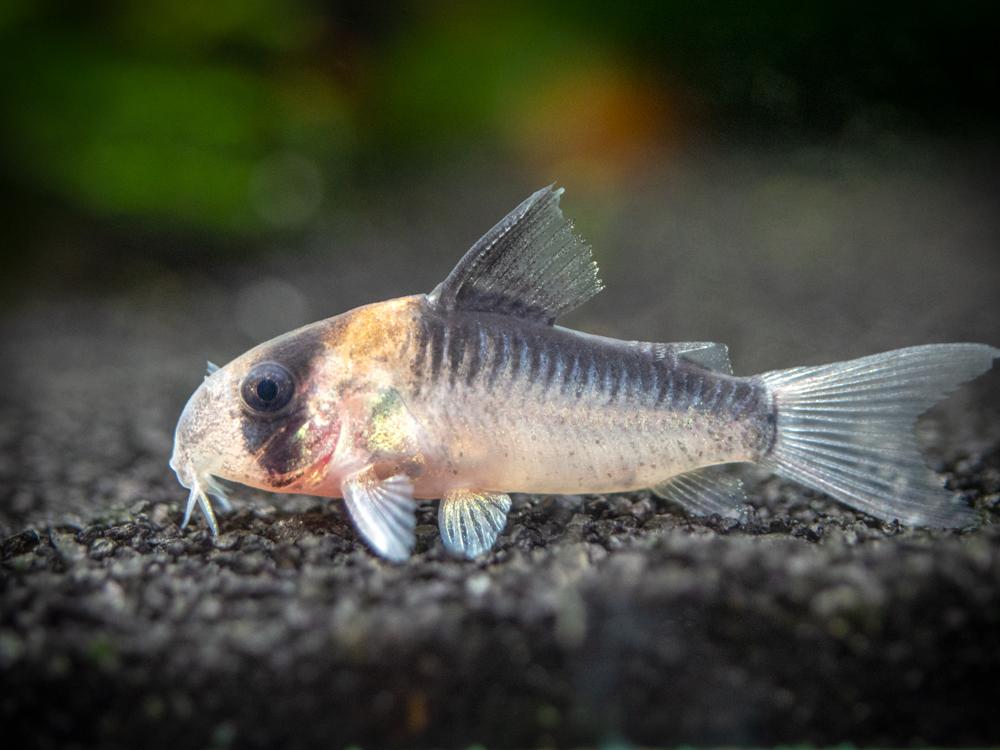 Cory Catfish Tank mates, Breeding, Size, Eggs & Lifespan