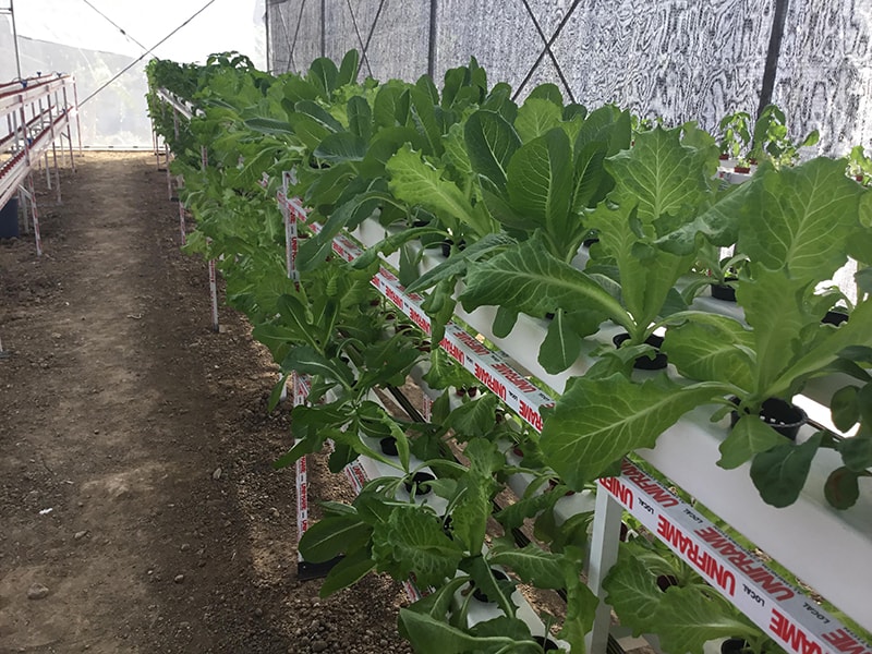 green leafy lettuce bataan hydroponics