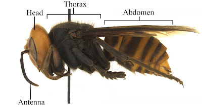 Asian giant hornet diagram