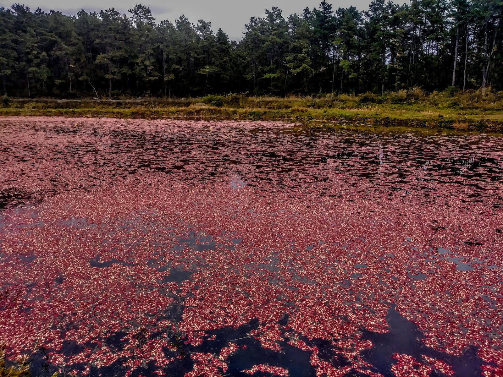 Cranberry County Plymouth/Wareham Cranberry Harvest