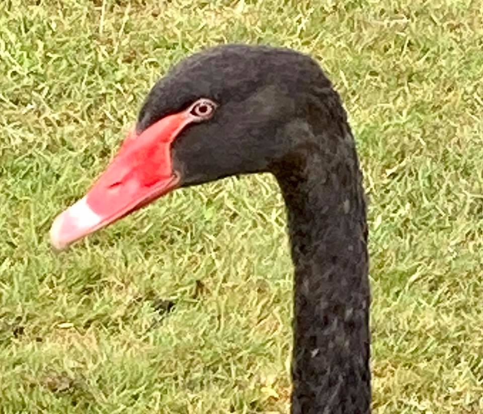 black swan in field
