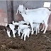 Cabra pare seis filhotes de uma só vez e todos saudáveis no município de Gavião