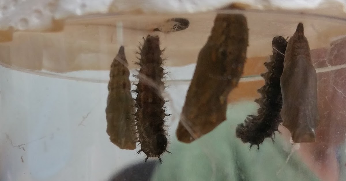 Questions & Answers What’s wrong with the caterpillars? Why are pieces