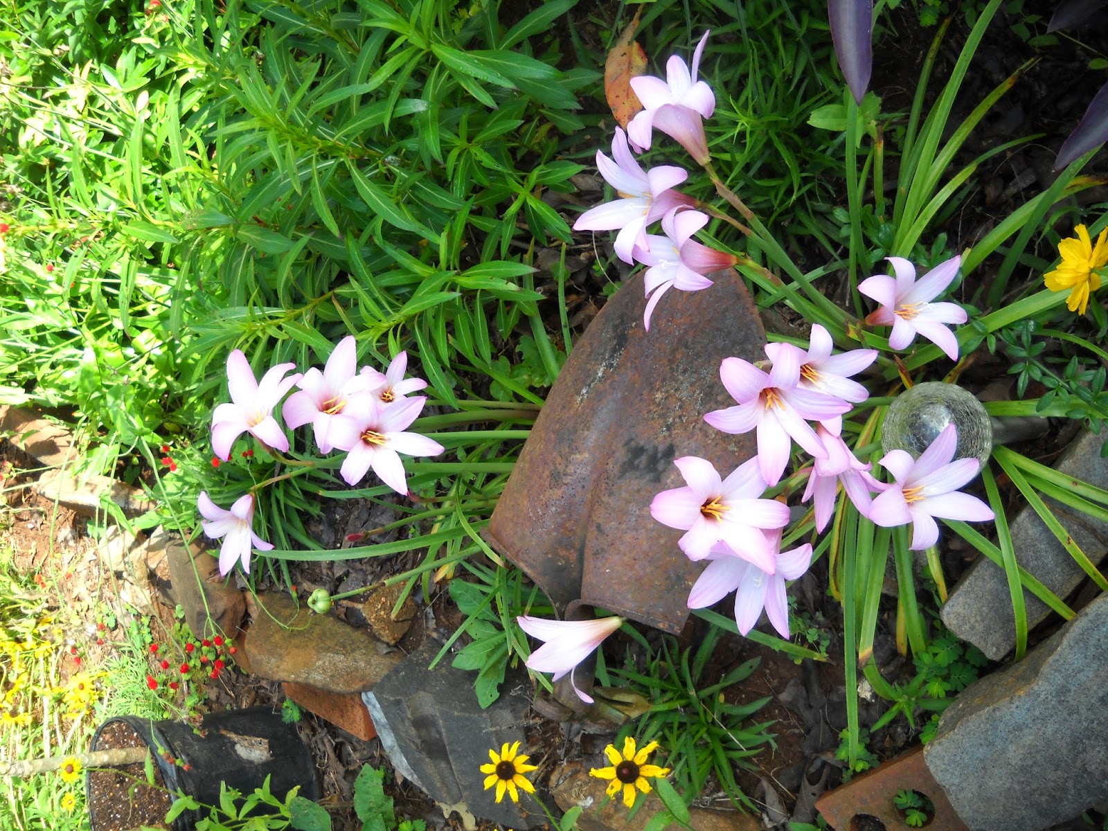 Gold Hill Plant Farm Pink Rain Lilies