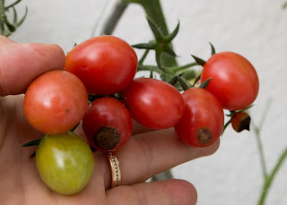 Was tun bei Blütenendefäule an Tomaten? Wuxal Dünger hilft bei mir.