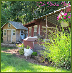 chicken chickens chick grasses plants gardening landscape ornamental plant sinensis miscanthus morning yard grow proof kill texture china