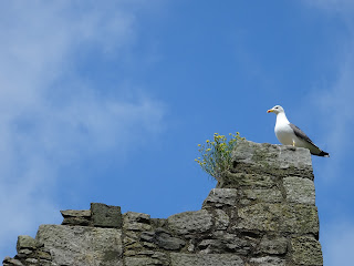 A photo of a seagull on the ruined keep walls of Rosyth Castle. Photo by Kevin Nosferatu for the Skulferatu Project