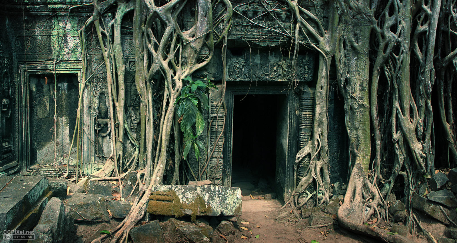 Tree rooted at Taprohm temple