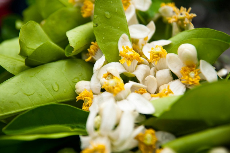 Cassava marinated grapefruit flowers the interesting Culture Vietnamese food