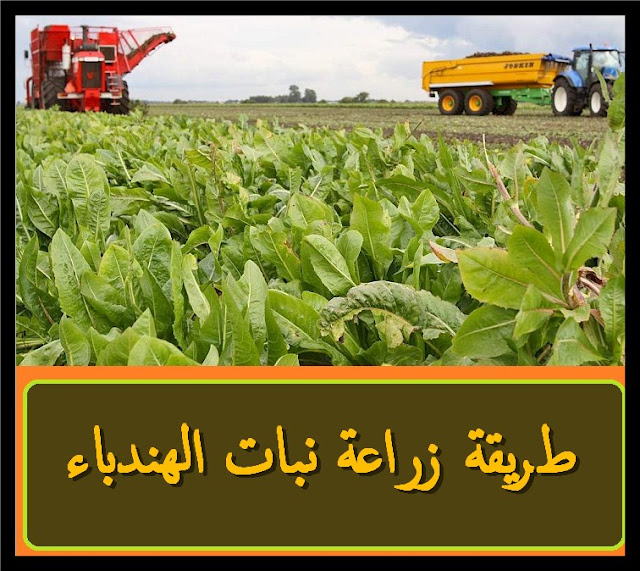 ما هو نبات الهندباء وما هي فوائد الهندباء الطبية؟