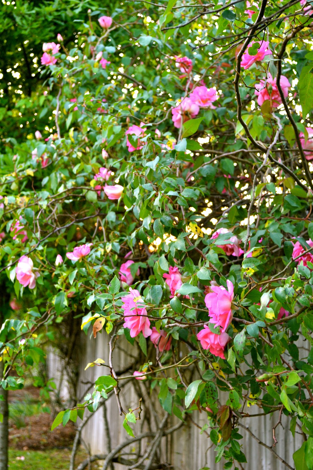 THE FRENCH HUTCH PETALS FROM THE PAST