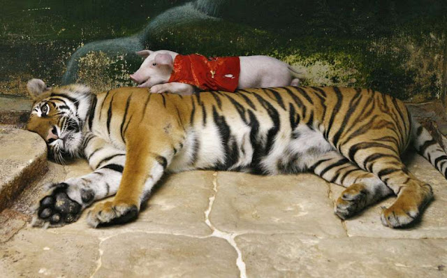 O adorável convívio na vida animal Elfandarilha