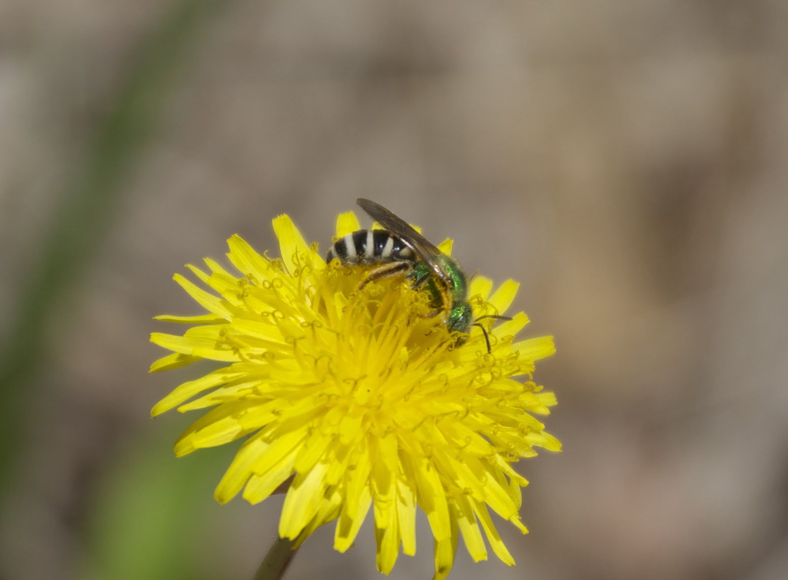 Oak Hill Apiary A Minnesota Solitary Bee, the "Metallic Green Bee."