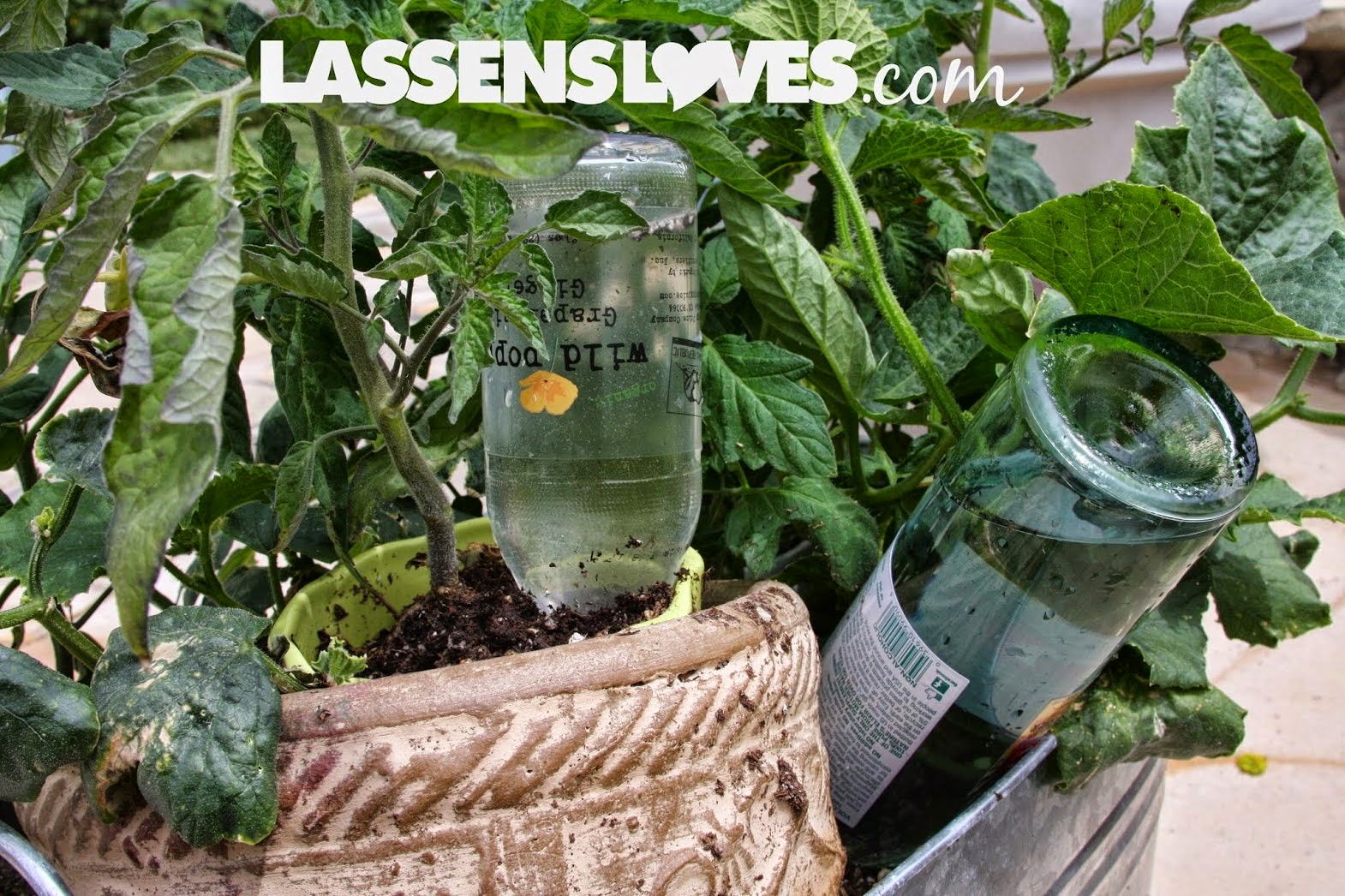 lassensloves.com, Lassen's, Lassens, water conservation, patio garden, container gardening container+gardening, water+conservation, saving+water, save+water