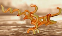 contoh gambar bakteri treponema yang merupakan bakteri parasit dalam tubuh manusia