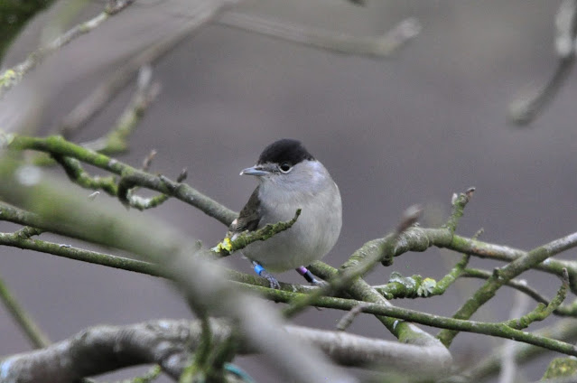 Ringed male Blackcap 08/03/2021