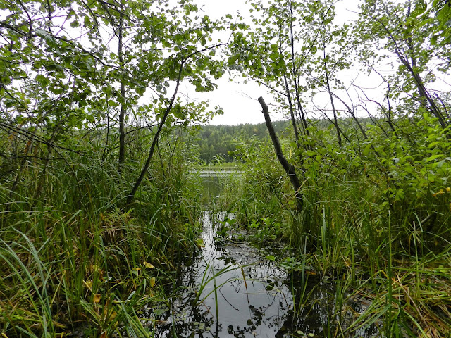 Заливчик между камышами на озере Шуворино