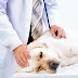 Constipation in Dogs: Causes and Treatment