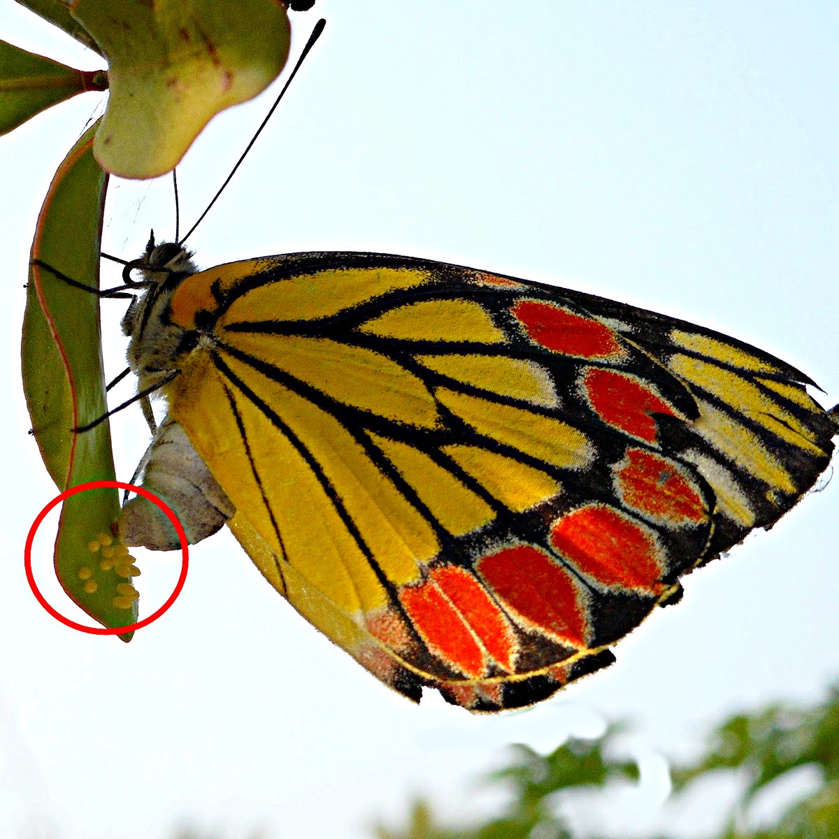 Butterflies, Moths, And Words Entomology & Etymology Cuttings from