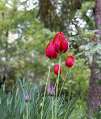 Panasonic Lumix S5 tulips