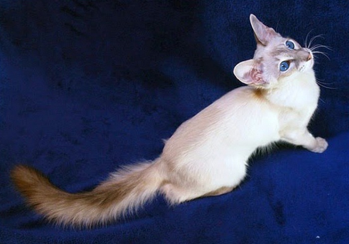 cat, kucing, lucu, eksotis, Balinese, Penari Bali, , nama kucing betina islam, cara membasmi kutu kucing, kutu kucing, nama lucu kucing persia, nama anak kucing betina, nama lucu untuk kucing, kenapa kucing mengikuti kita, nama kucing abu abu, nama untuk kucing jantan, makanan bayi kucing, nama kucing lucu jantan