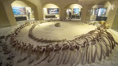 Fossil and Climate Change Museum