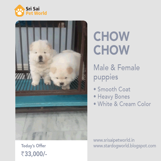 Get Cream Color Chow Chow puppy in India 