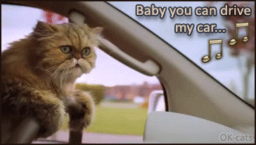 Art Cat GIF with caption • Funny cat driving a car.. ♪♫ Baby you can drive my car ♪♫ Beep beep'm beep beep yeah Art Cat GIF with caption • Funny cat driving a car.. ♪♫ Baby you can drive my car ♪♫ Beep beep'm beep beep yeah