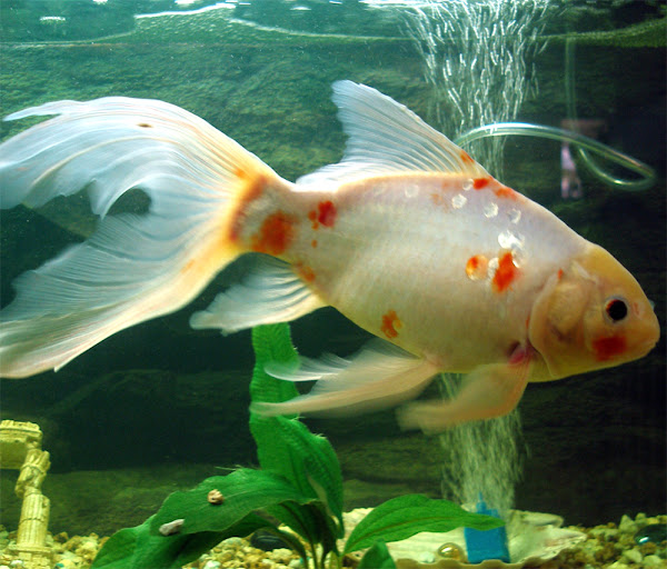 shubunkin goldfish, about shubunkin goldfish, shubunkin goldfish appearance, shubunkin goldfish breeding, shubunkin goldfish care, caring shubunkin goldfish, shubunkin goldfish color, shubunkin goldfish characteristics, shubunkin goldfish eggs, shubunkin goldfish facts, shubunkin goldfish color varieties, shubunkin goldfish eggs, shubunkin goldfishfacts, shubunkin goldfish history, shubunkin goldfish info, shubunkin goldfish images, shubunkin goldfish lifespan, shubunkin goldfish origin, shubunkin goldfish photos, shubunkin goldfish pictures, shubunkin goldfish rarity, shubunkin goldfish rearing, raising shubunkin goldfish, shubunkin goldfish size, shubunkin goldfish temperament,Shubunkin金鱼驯服，Shubunkin Goldfish用途，Shubunkin Goldfish品种，Shubunkin Goldfish重量，Shubunkin Goldfish鳞片