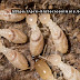 Things being what they are, Termite Jobs As Decomposers