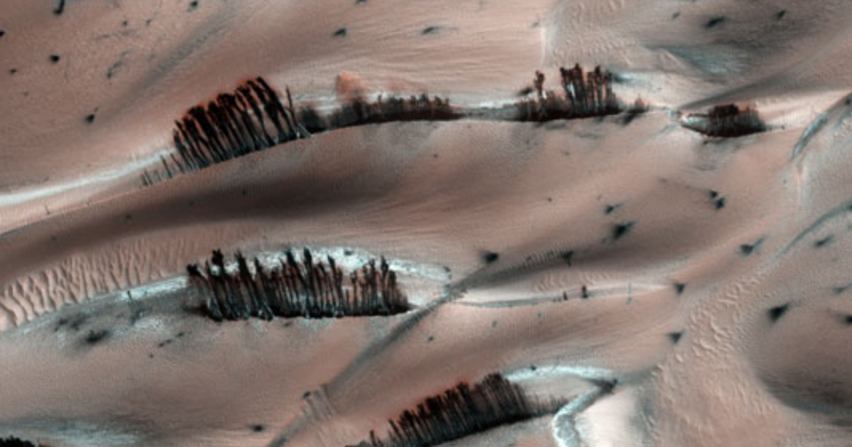 NASA Probe Photographs Trees On Mars