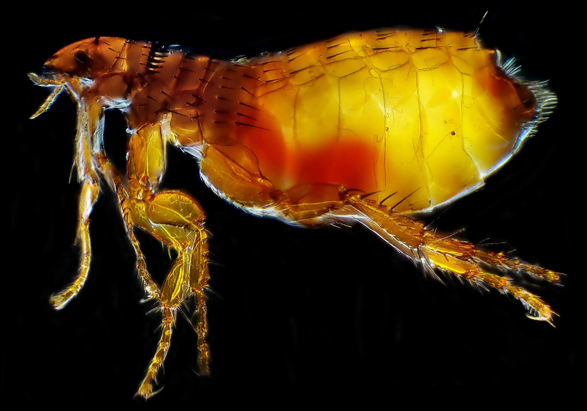 Oriental Rat Flea, Insects Behind the Black Death Plague