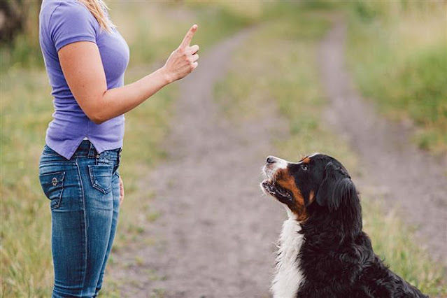 ¿ Cómo utilizar el lenguaje corporal en el adiestramiento canino ?